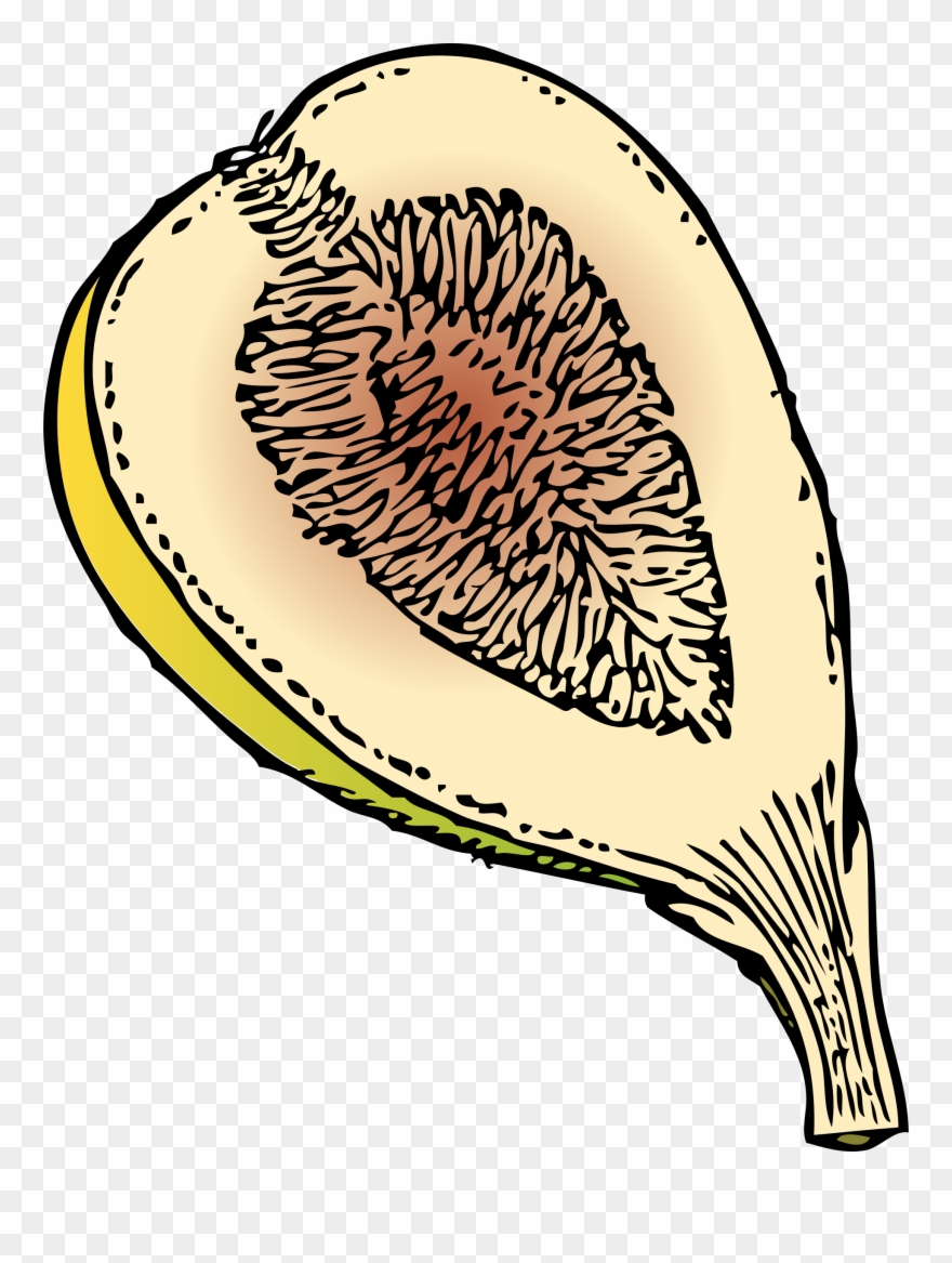 Fig In Section 999px 409 Clipart