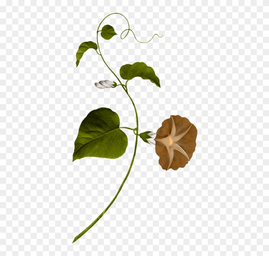 Water Spinach Clipart
