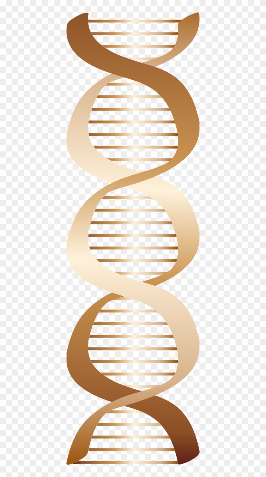 Bronze Dna Icon 555px - Dna Png Brown Clipart