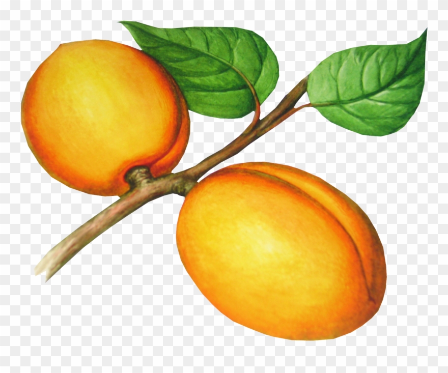 Png Photo, Juicy Fruit, Red Apple, Peach, Clip Art, - Абрикос Рисунок Png Transparent Png