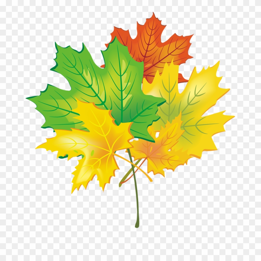 Яндекс - Фотки - Maple Leaf Clipart