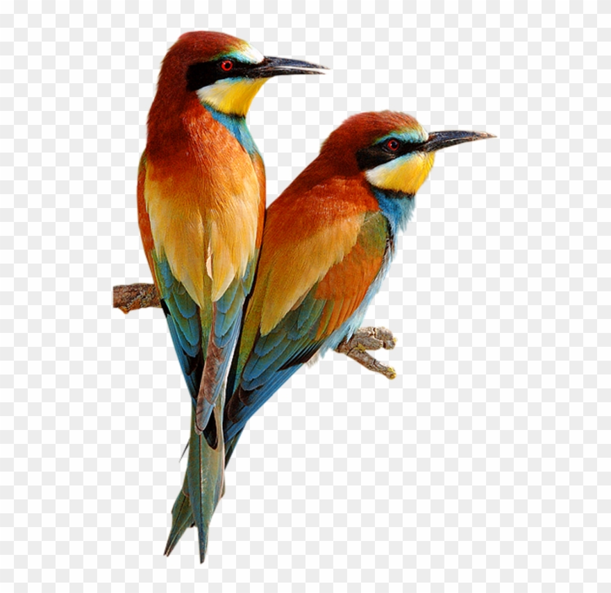 Bird - Bee Eater Bird Png Clipart
