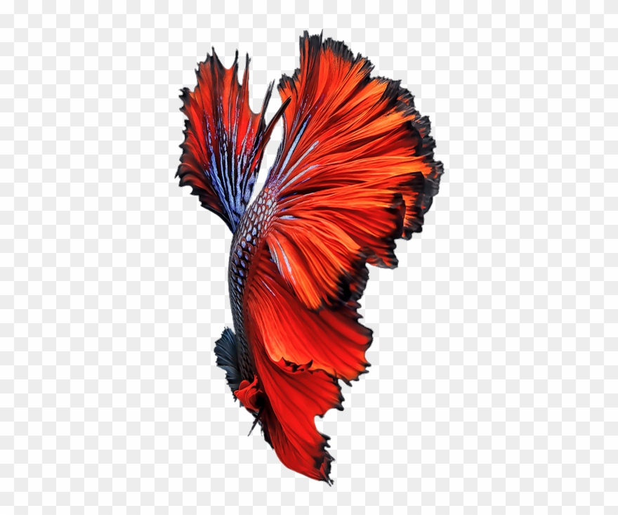 Clipart Transparent Download Beta Akvaryum Banner Png - Videocon Delite 11 4g Volte(1gb Ram Grey)