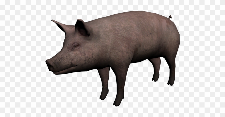 Imagen De Chancho En Png Clipart