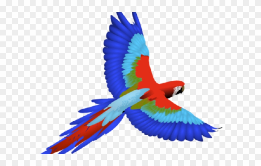 Scarlet Macaw Flying Drawing Clipart