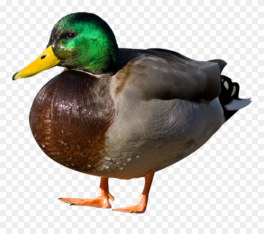 Mallard Png Transparent Hd Photo - Duck Png Clipart