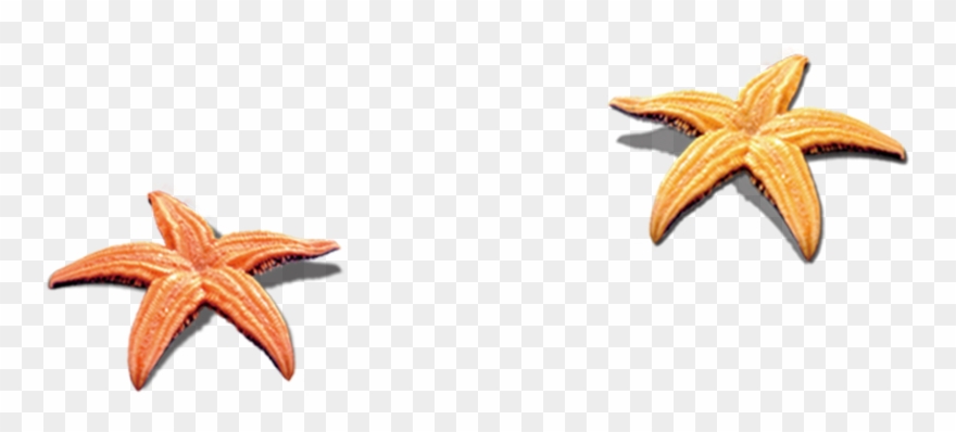 Seashell Clip Art Transprent Png Free Download - Kids Children's Slip-on Shoes Boys Casual Sport Shoes Transparent Png