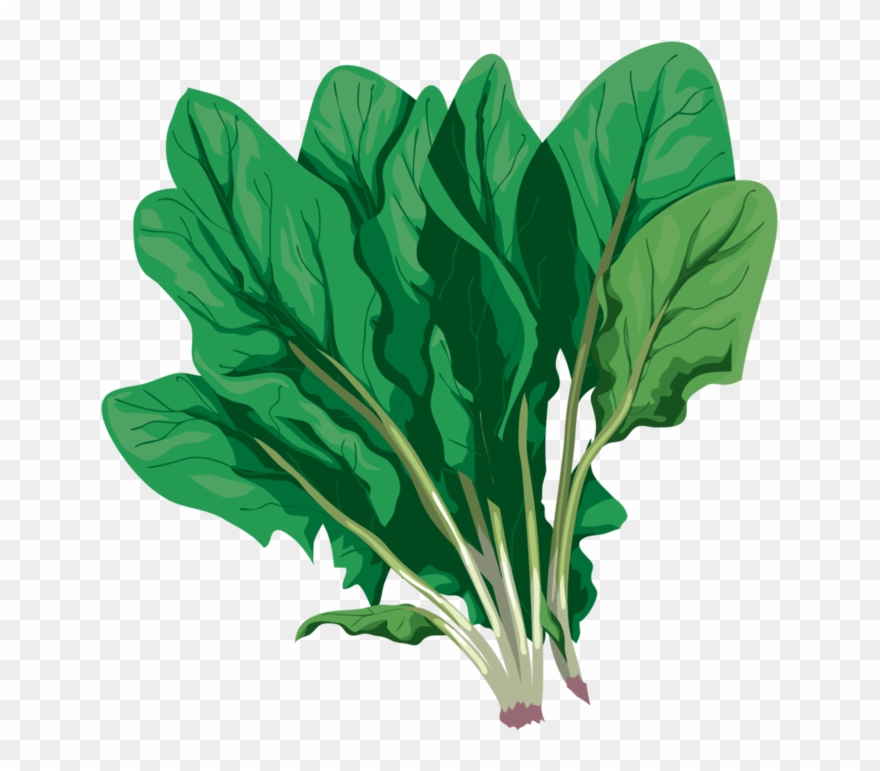 Spinach - Komatsuna Clipart
