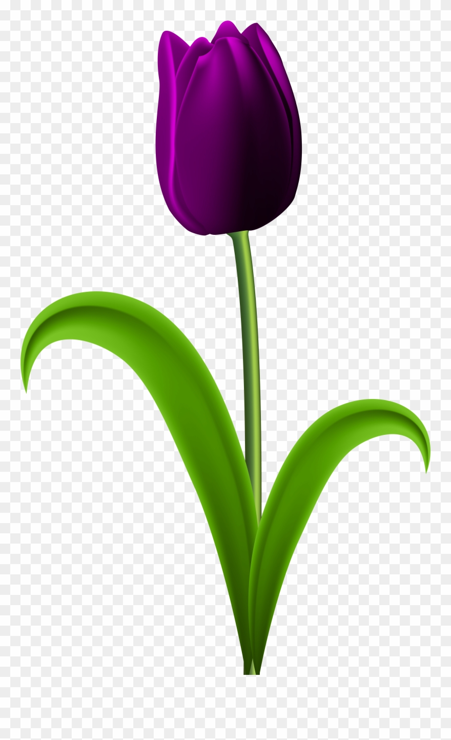Dark Red Tulip Png Clipart