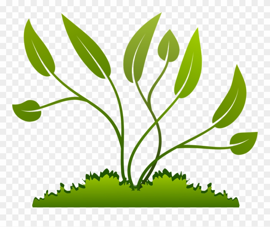 Branch Grow Growing Leaf Nature Png Image - Grows Clipart Png Transparent Png