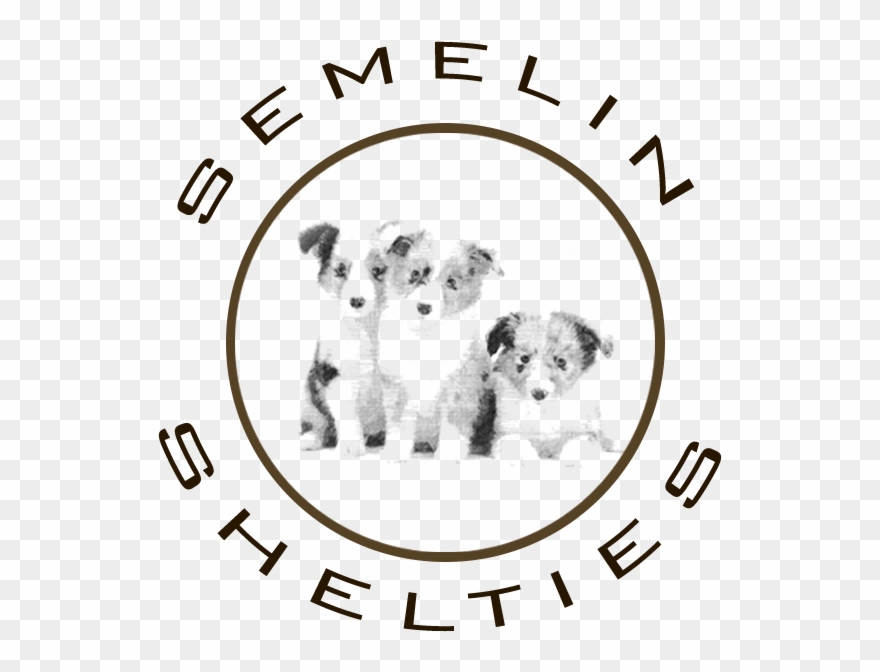 Shetland Sheepdog Laila Semelin - Shetland Sheepdog Hvalpe Logo Clipart
