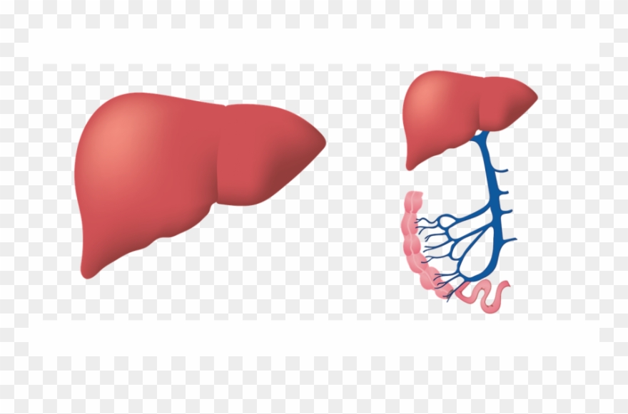 Dietetics For Liver Diseases - Hepatitis Clipart