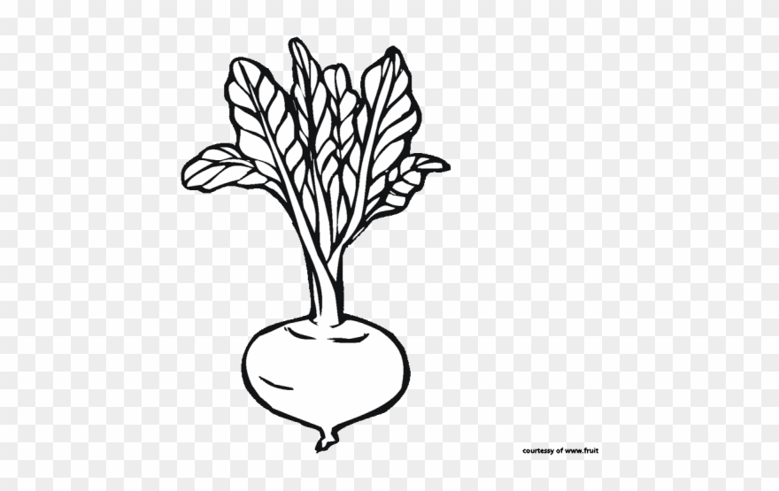 Beet Clipart Black And White - Coloring Book - Png Download