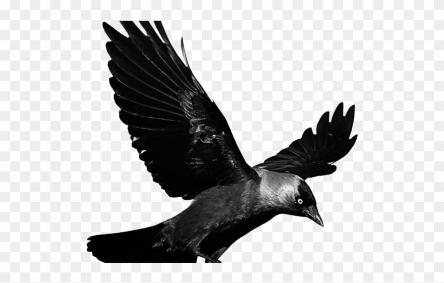 Flight Clipart Transparent Background - Jackdaw 2 By Frank 1956 - Png Download