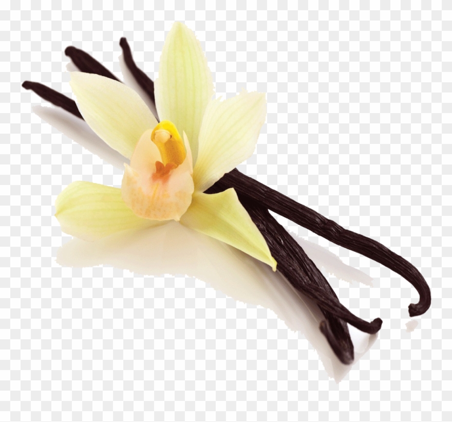 Vanilla Bean Png Picture Clipart