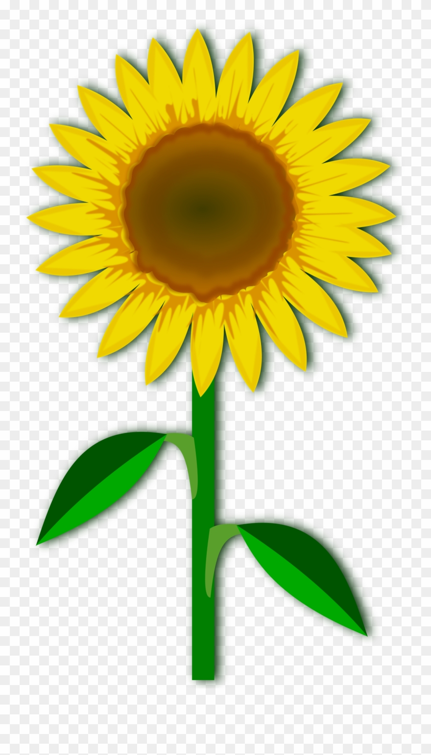 All Photo Png Clipart Transparent Png