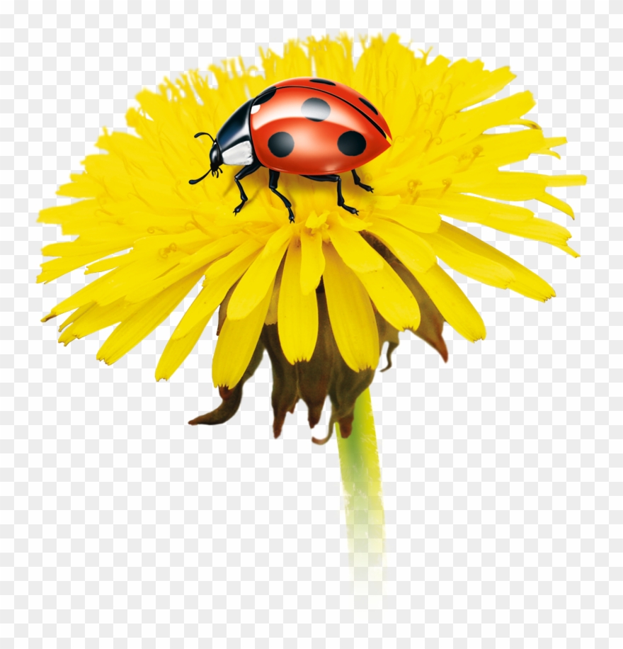 Dieses Produkt Ist Ideal Für Bedienungsanleitungen, - Chrysanths Clipart