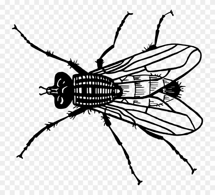 Y Salen Todos Los Ineptos Inútiles Inadecuados Inhóspitos - House Fly Clip Art Black And White - Png Download