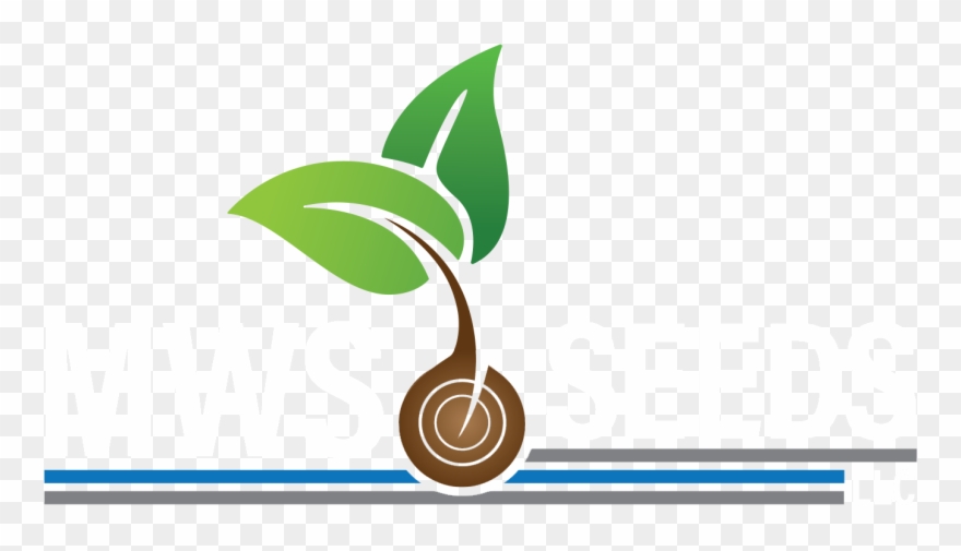 Seed Clipart