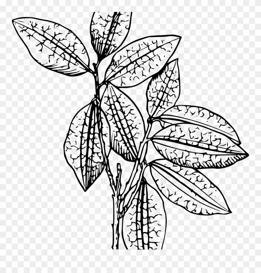 Plant Clip Art Mehmetcetinsozler Com Clipartsco - Plant Clip Art - Png Download