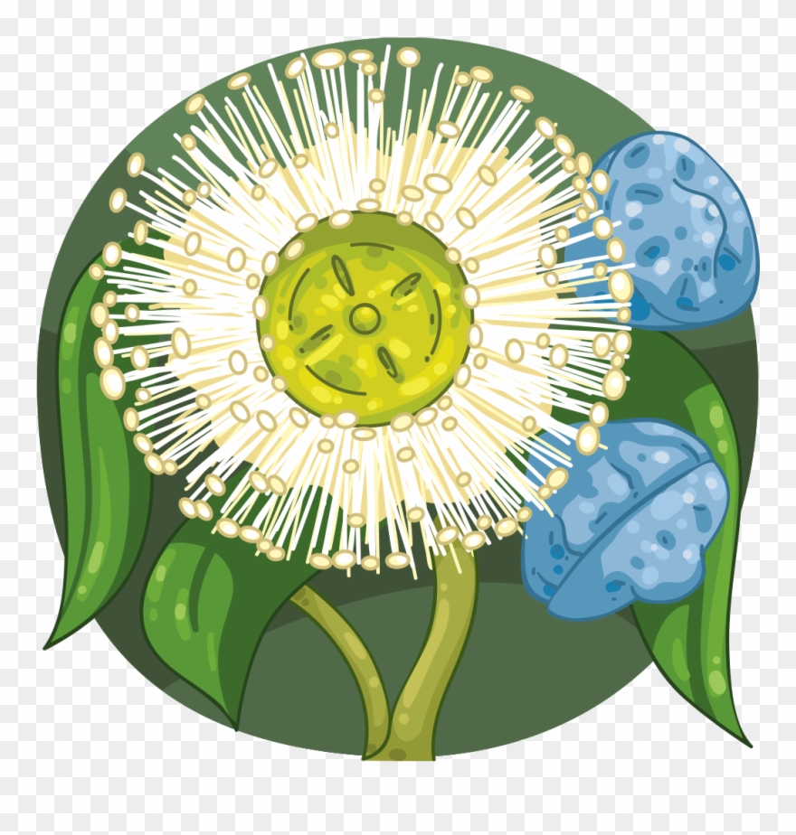Tasmanian Blue Gum Clipart