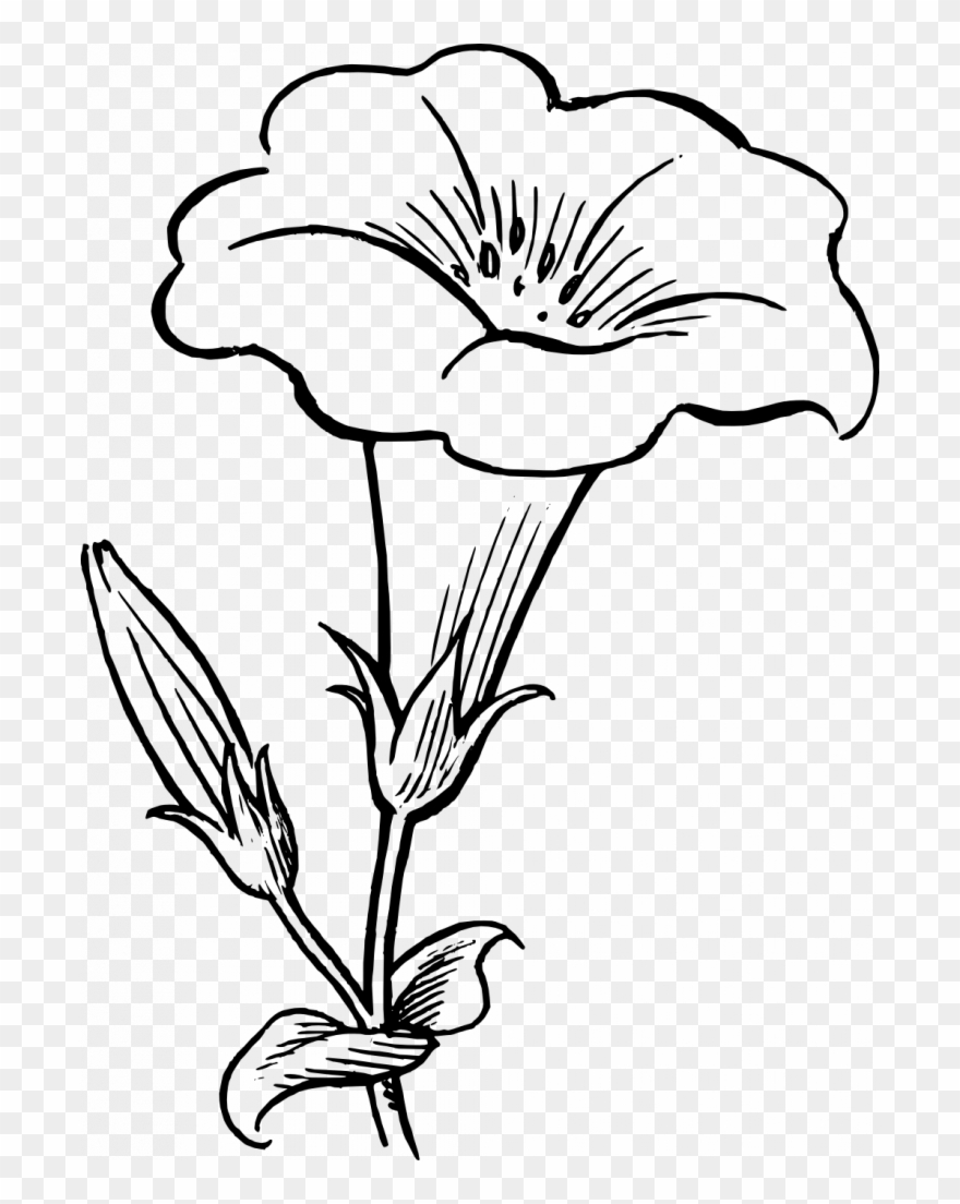 Download Flower Clipart Black White - Flower Clipart Black And White - Png Download