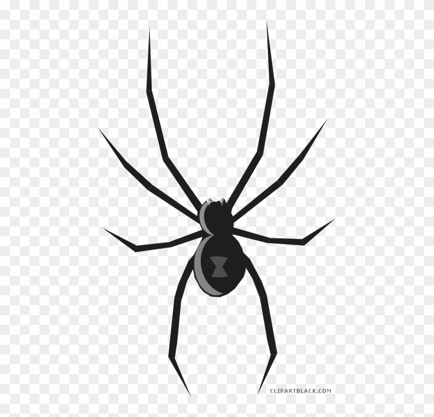 Spider Animal Free Black White Clipart Images Clipartblack - Black Widow Spider How To Draw - Png Download