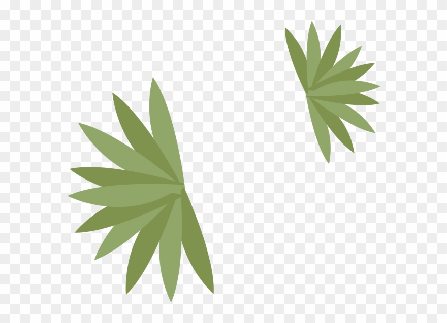 Agave Dark - Wall Clipart