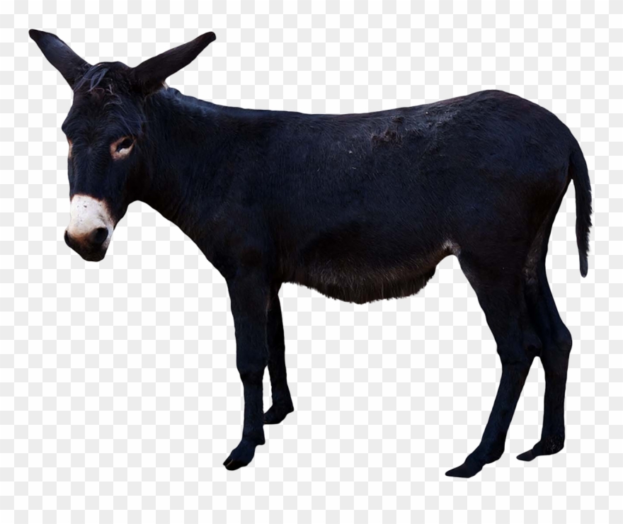 This Png File Is About Donkey Png Images , Donkey File - Donkey With Transparent Background Clipart