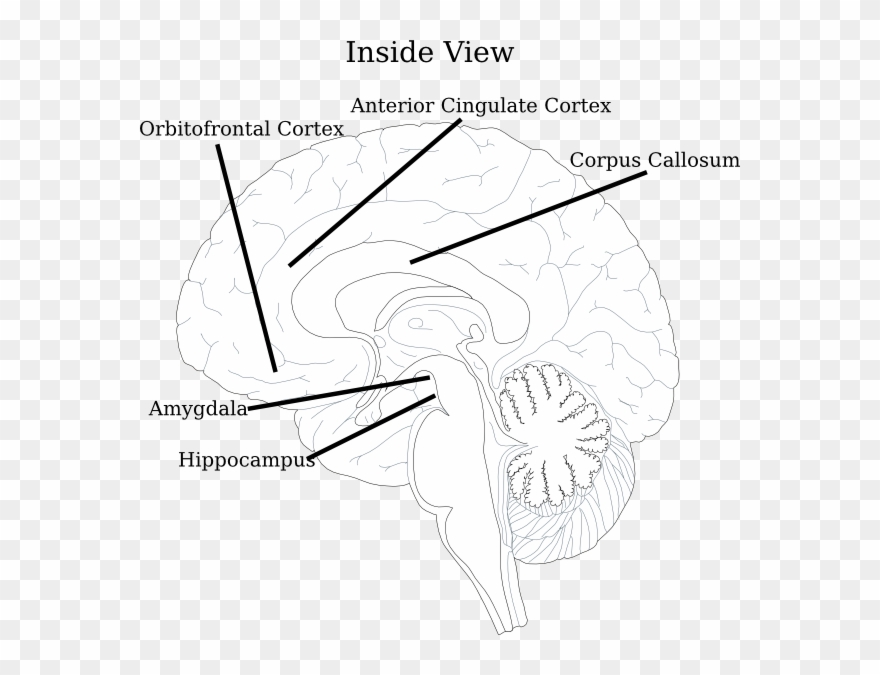 Brain Clipart