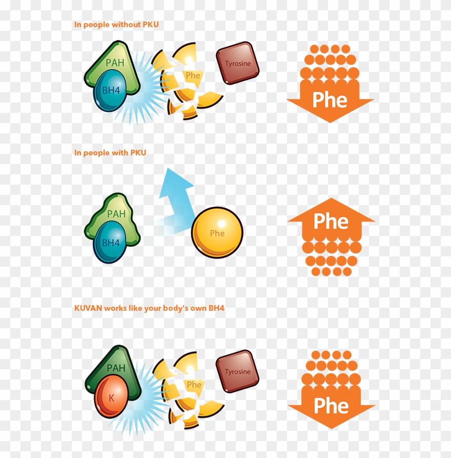 Phe Tyrosine Bv G - Download Clipart