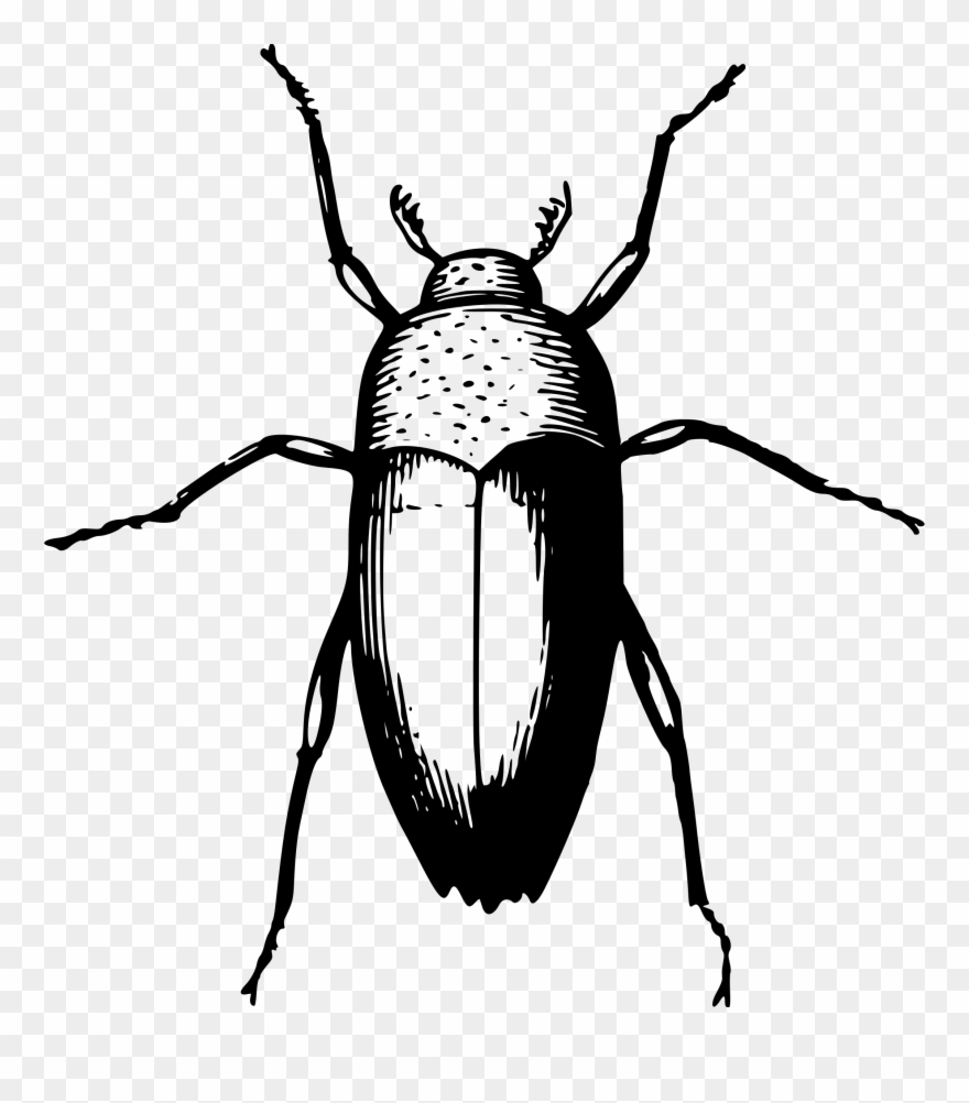 Animal Beetle Bug Insect Png Image - Beetle Clipart