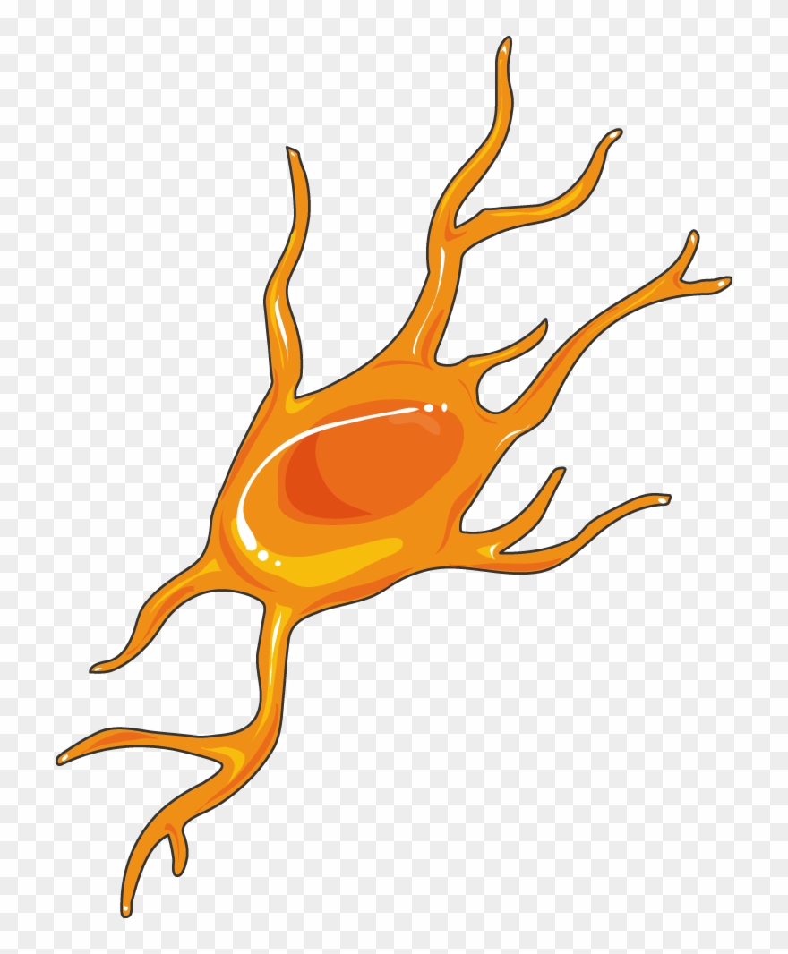 Neurology - Oligodendrocyte Art Clipart