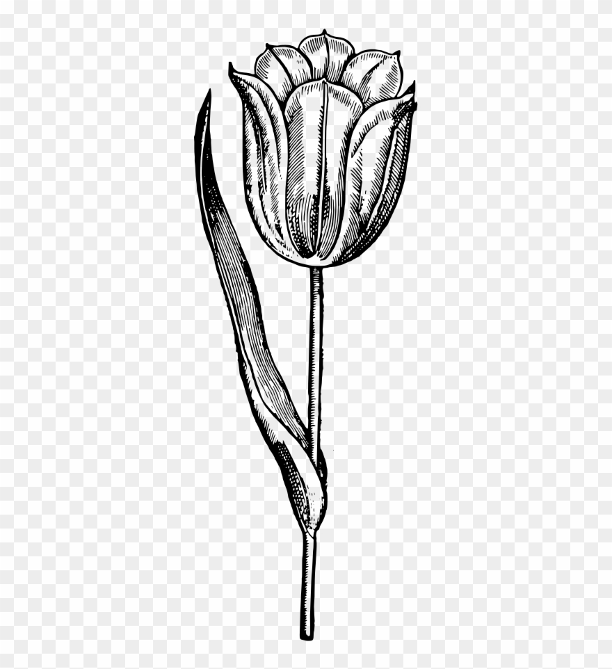 Tulip - Drawing Clipart