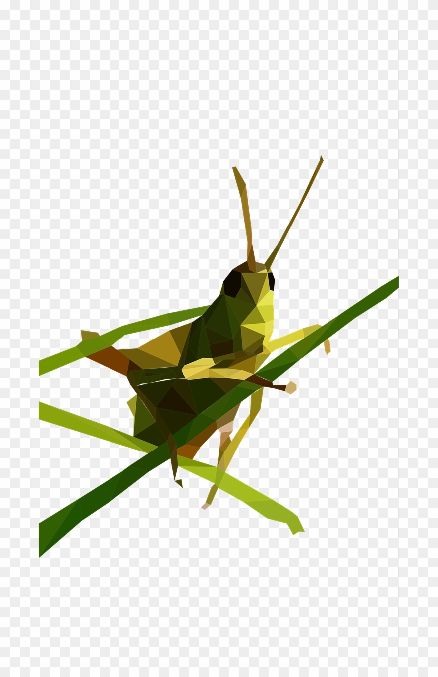 Grasshopper Low Poly Close Png Image - Low Poly Grasshopper Clipart