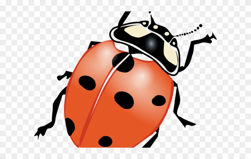 Firefly Clipart - Ladybug Images Black And White - Png Download
