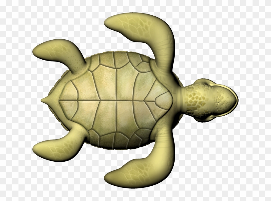 Sea Turtle - Illustration Clipart