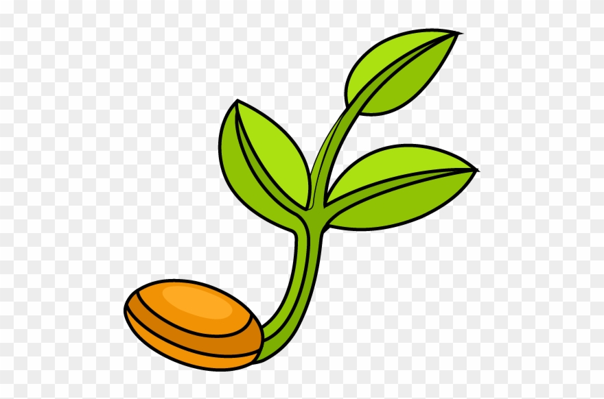 Bean Sprout - Sprouting Clipart