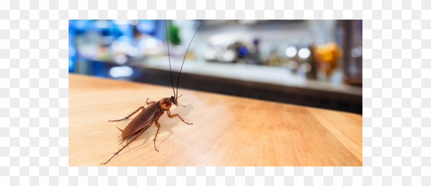 Emergency Pest Control Gouldsboro Me - Chigger Flea Bed Bug Clipart