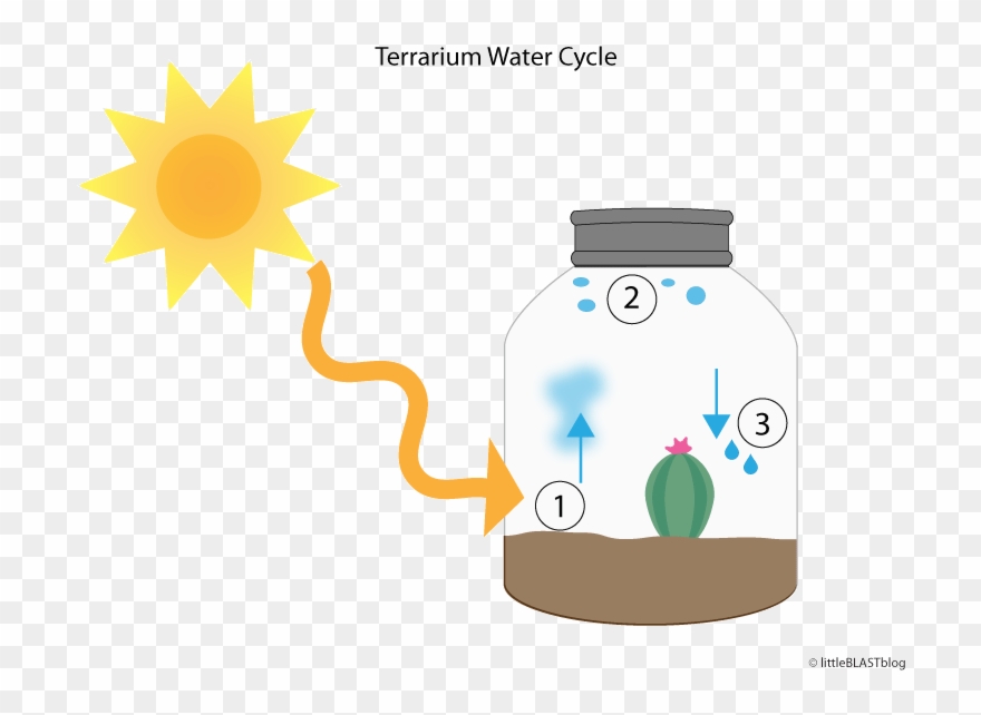 Water Cycle In Terrarium Clipart