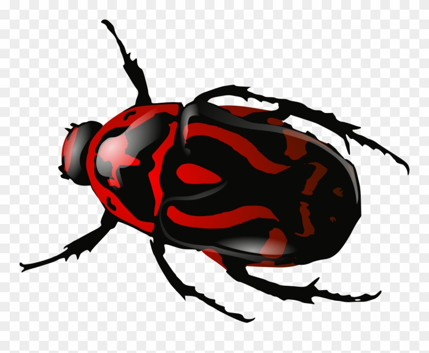 Bug Insect Beetle Black Red Png Image - Beetle .png Clipart