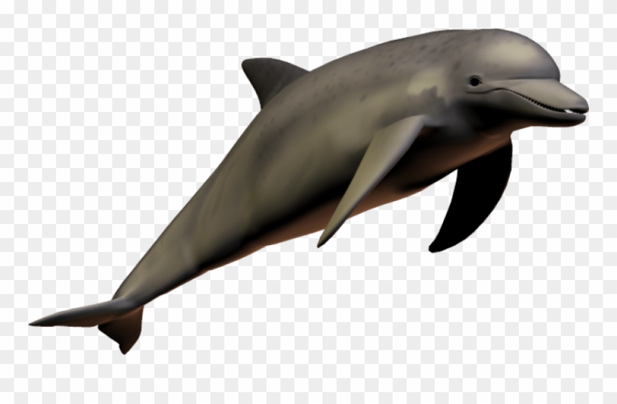 Free Png Images - Dolphins With Transparent Background Clipart