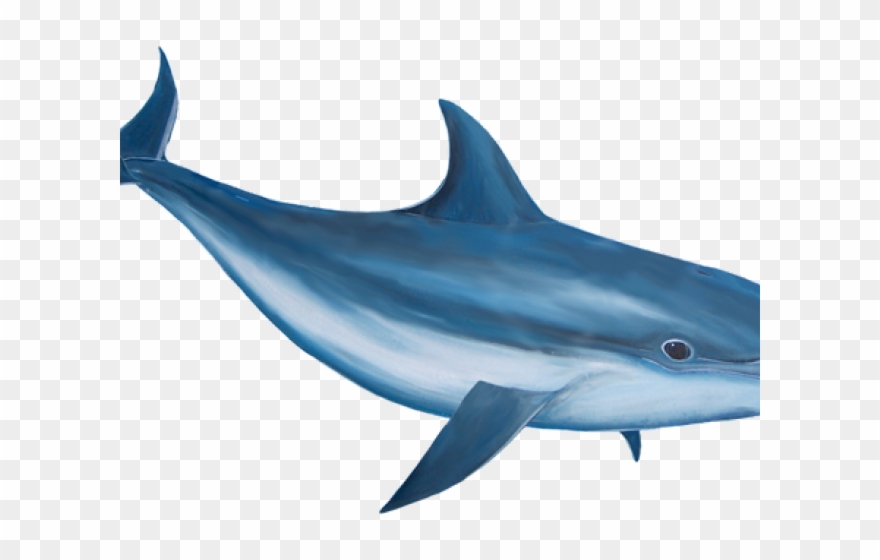 Bottlenose Dolphin Clipart Realistic - Dolphin Png Transparent Png