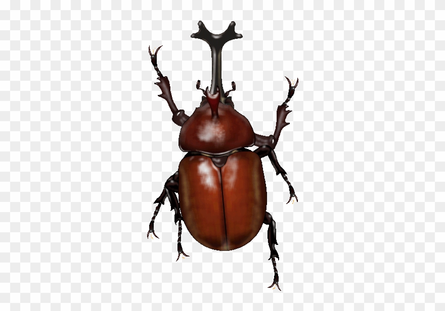 Japanese Cult Beetles - Japanese Rhinoceros Beetle Clipart