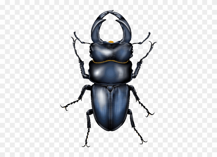 Japanese Cult Beetles - Dung Beetle Clipart