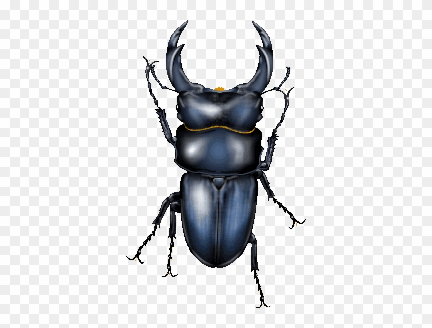 Japanese Cult Beetles Clipart