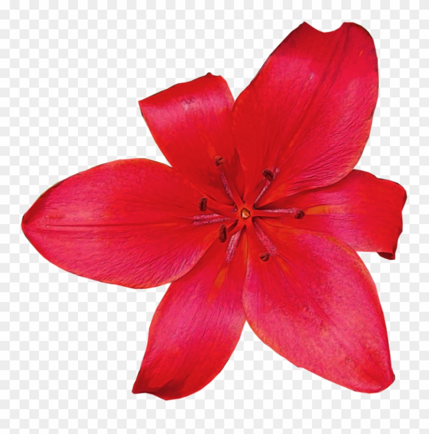 Flores Rojas, Trozo, Jardín, Arte - Art Clipart