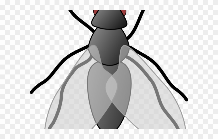 Fly Clipart - Housefly Clipart Png Transparent Png