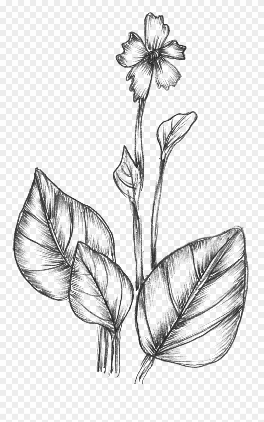 Free Vector Sketchy Plants - Hand Drawn Leaves Clipart