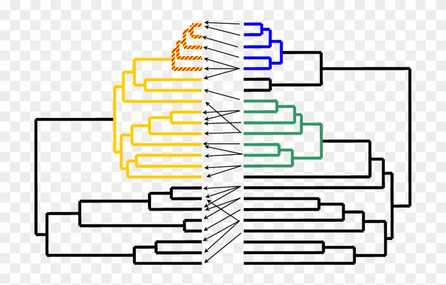 In This Hypothetical Scenario, A Plant Phylogeny Is - Coevolution Phylogeny Clipart
